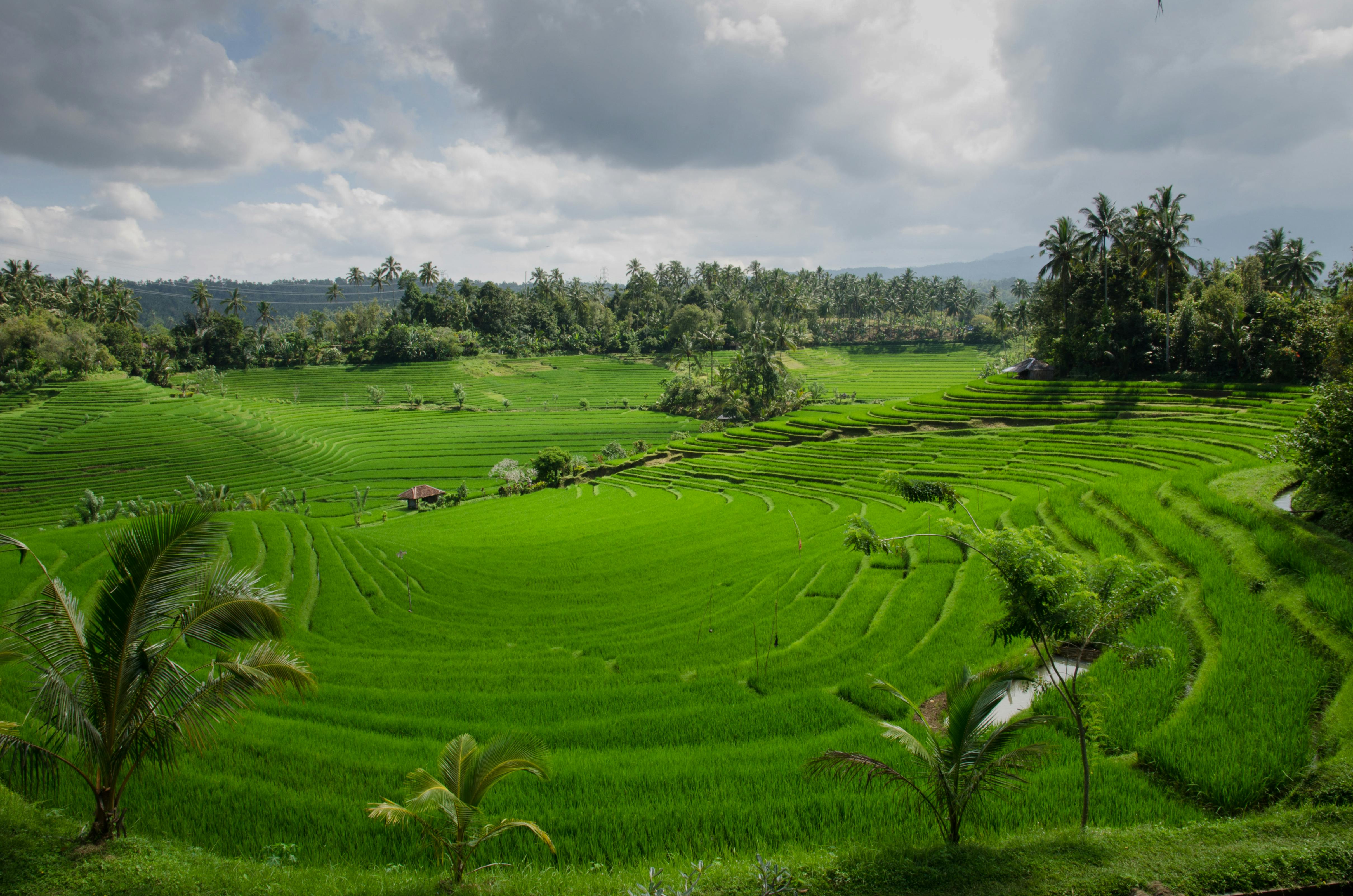 Bali Rice Field